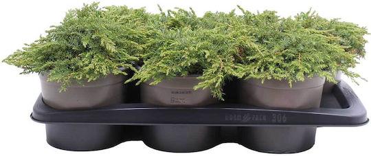 Juniperus 'green Carpet' 17cm