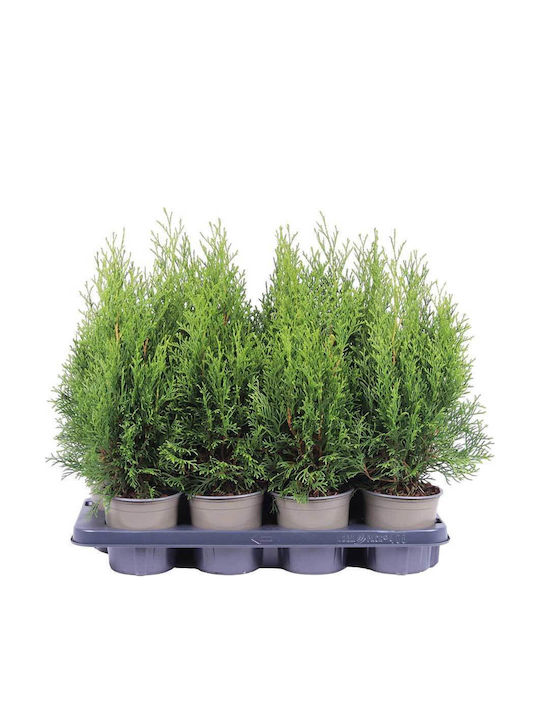 Thuja 'smaragd' 13cm