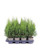 Thuja Smaragd 13cm