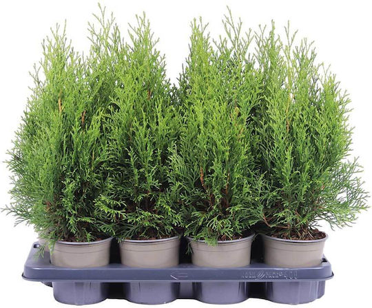 Thuja 'smaragd' 13cm