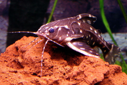Ζωντανα Ψαρια Γατοψαρα Αμαζον Agamyxis Pectinifrons Cope 1870 Spotted Talking Catfish 6-7 Cm