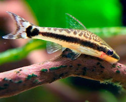 Pești de Acvariu Vii Algofagi Otocinclus Affinis Pește Pisică Pitic 3.0-3.5 Cm