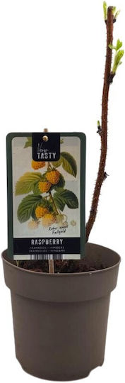 Golden Raspberry Fallgold Morus Brombeere