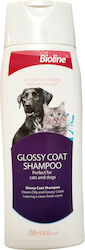 Σαμπουαν Σκυλους Γατες Bioline Glossy Coat 250ml