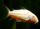 Live Aquarium Fish Catfish Corydoras Albino Amazon Catfish Corydoras Aeneus Albino Catfish M