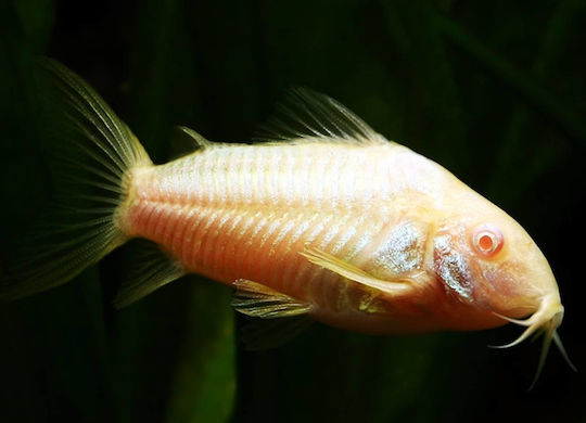 Live Aquarium Fish Catfish Corydoras Albino Amazon Catfish Corydoras Aeneus Albino Catfish M