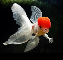 Live Aquarium & Pond Fish Lf Goldfish Carassius Auratus Oranda Lion Head Red Cap 7 Cm