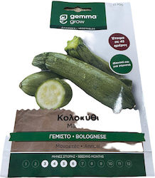 Gemma Samen Kürbisς Zucchini