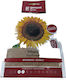 Gemma Seeds Sunflower Edible