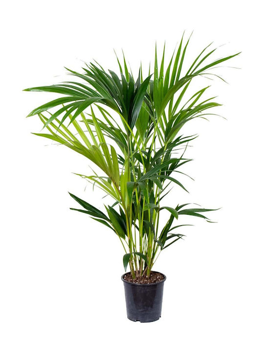 Κέντια Howea Forsteriana Kentia Palm Κέντια Howea Forsteriana Kentia Palm