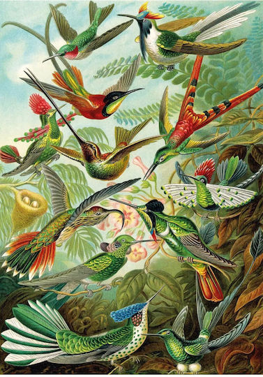 Ks Games Puzzle Haeckel Hummingbirds 1500pcs Ks22030
