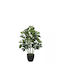 Schefflera Tree Planter H80cm 4/kib 04-10096