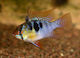 Mikrogeophagus Ramirezi