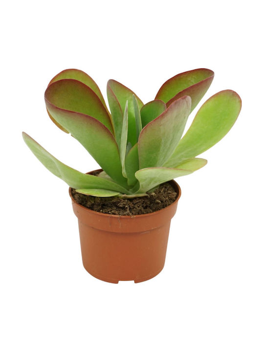 Kalanchoe Thyrsiflora