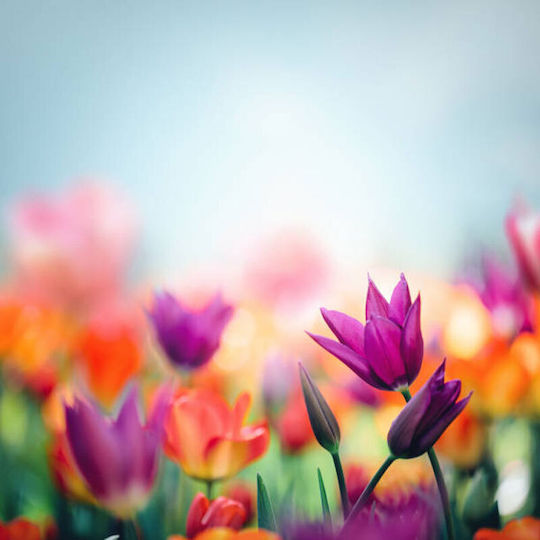 Spring Flowers Опаковка 100 Гр 1 Кг 100 Гр
