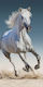 Horses Bath Towel Beach Towel 70*140cm