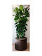 Artificial Ficus Lyrata 1.70m