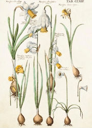 Card Skona Ting St346 B6 + Envelope Daffodils