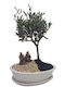 Olive Bonsai Alb Ghiveci Pământ Kiryu & Decorațiune Handmade