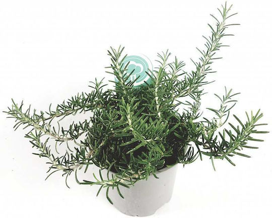 "δενδρολίβανο Έρπων" Rosmarinus Officinalis Prostratus