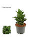Σανσιβέρια "sansevieria-mahanakorn" 18 Εκ