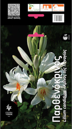 Bec Parthenocarp Aromat Mărime 16/18 - Lilium Candidum Bec Parthenocarp Aromat Mărime 16/18 - Lilium Candidum