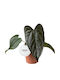 Ανθούριο Anthurium Queen Hearts