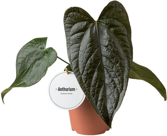 Laceleaf Anthurium Queen Hearts