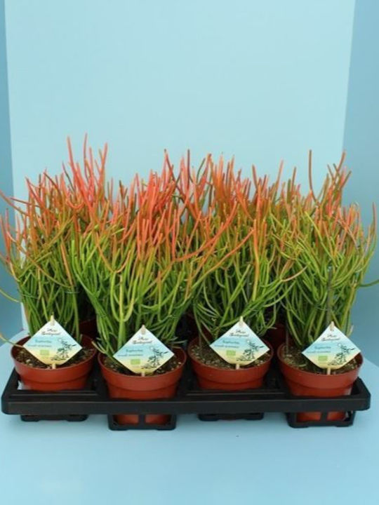 "εφόρβια Μολυβόδενδρο" Euphorbia Tirucalli