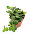 Πεπερόμια Peperomia Tetraphylla Hope