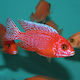 Живи Риби За Аквариум Aulonocara Strawberry Peacock Malawi African Cichlid Мл 8-9 См