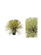 Yucca With Real Texture Potted Plant 80cm 0516208