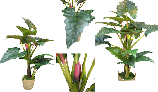 Alocasia Mit Echtem Aussehen Ohne Topf 210cm 0516212