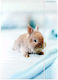 A4 Rabbit Paper Folder Elastic Stk Fol10/100