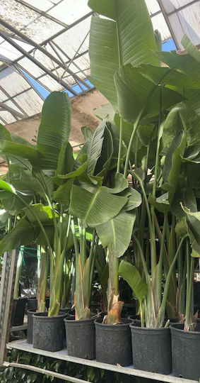 Strelitzia Nicolai Weiß