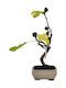 Bonsai Fig "Ficus Carica"