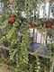 Κισσος Hedera Helix
