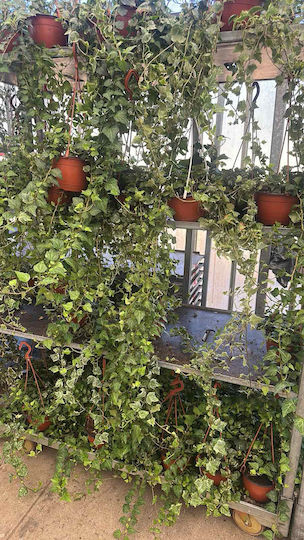 Ivy Hedera Helix Ivy Hedera Helix