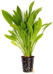 Dennerle Echinodorus Grisebachii Amazonicus Pot