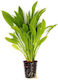 Dennerle Echinodorus Grisebachii Amazonicus Pot