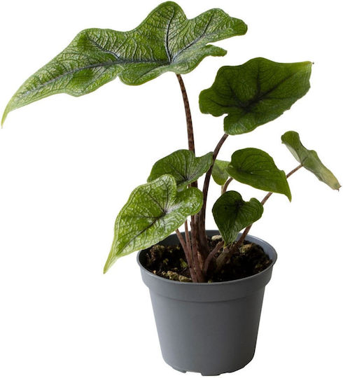 Alocasia Jacklyn