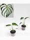 Monstera Monstera Dilacerata Burle Marx Flame
