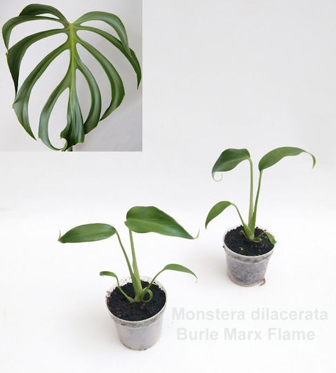 Monstera Monstera Dilacerata Burle Marx Flame