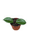 Χόγια Hoya Quinquenervia