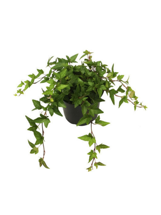 Κισσός Hedera Helix Green Wonder Κισσός Hedera Helix Green Wonder