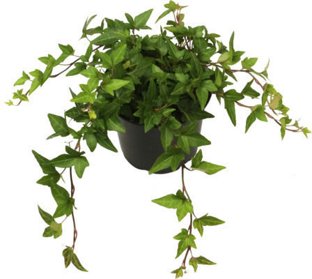 Кисос Hedera Helix Зелен Чудо
