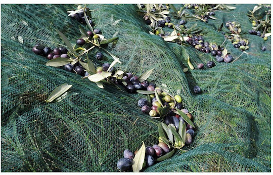 Olive Net 7x12m Density 85gr/m²