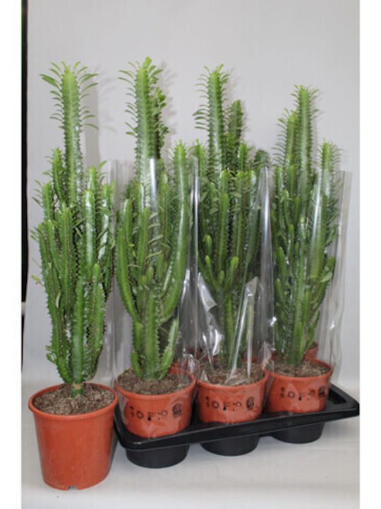 Εφόρβια Euphorbia Acruensis Xl Εφόρβια Euphorbia Acruensis Xl