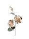 Λουλουδι Καφε Μπουμπουκια 85εκ