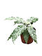 Φίκος Ficus Snowstorm